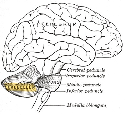 illustrazione del cerebellum=cervelletto
da “Anatomy of the Human Body” di Henry Gray