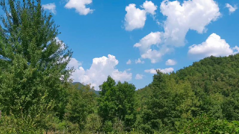vegetazione dell'Appennino con varie sfumature di verde